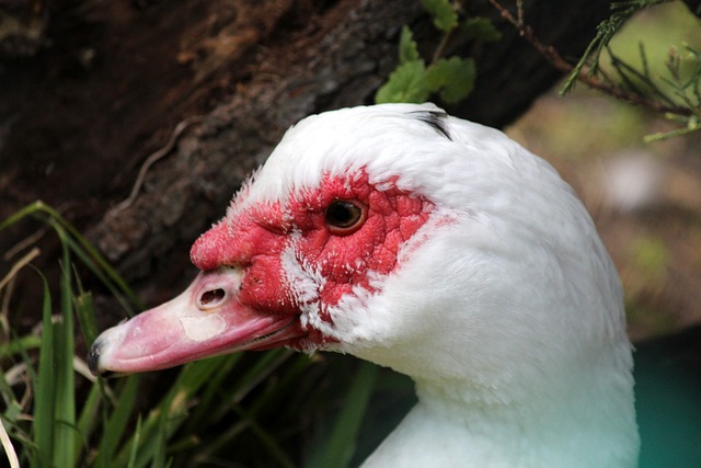 的日本球星 的日本球星